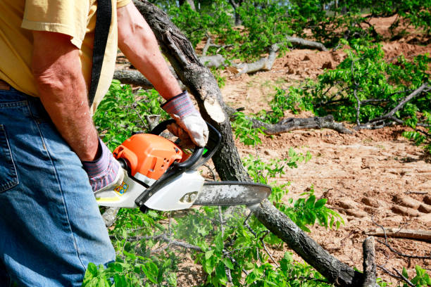 Best Local Tree Services  in Kirtland Af, NM